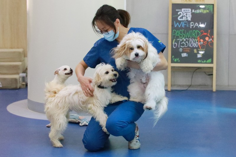 上海動物醫院里的臨時“媽媽”